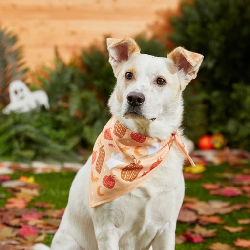 Frisco Whimsical Halloween Dog & Cat Bandana, X-Small/Small