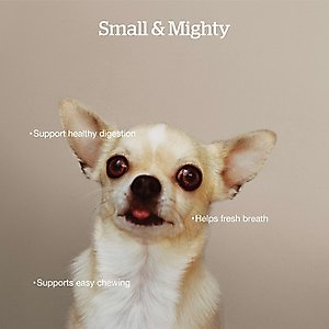 Now Fresh Grain-Free Small Breed Adult Recipe Dry Dog Food, 3.5-lb bag