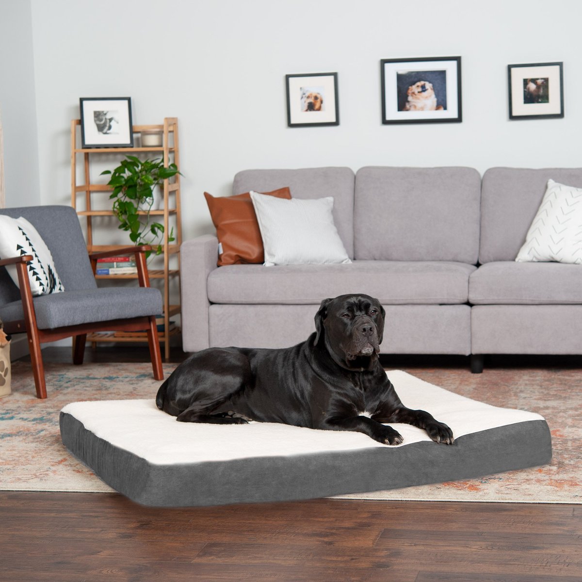 Litterbox.com Memory Foam Cat & Dog Bed