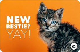 Congrats New Bestie Cat