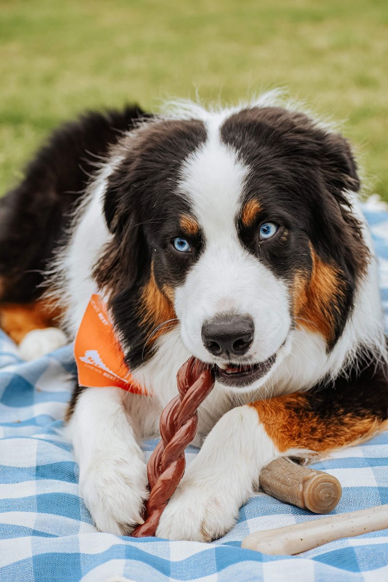 Nylabone 2024 bully sticks