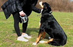 KONG Retractable Explore Reflective Retractable Dog Leash, Grey, Large: 24-ft long, 0.6-in wide slide 2 of 4
