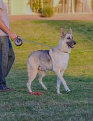 KONG Retractable Ultimate Reflective Retractable Dog Leash, Grey, X-Large: 16-ft long, 0.6-in wide slide 2 of 5