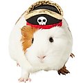 Frisco Pirate Guinea Pig Costume Hat, One Size, Black