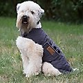 3 Dog Pet Supply Softshell Personalized Dog Jacket, Slate, Large