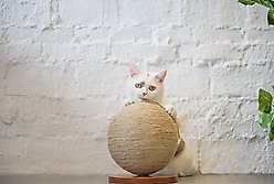 ZEZE Woven Rope Ball Cat Scratcher