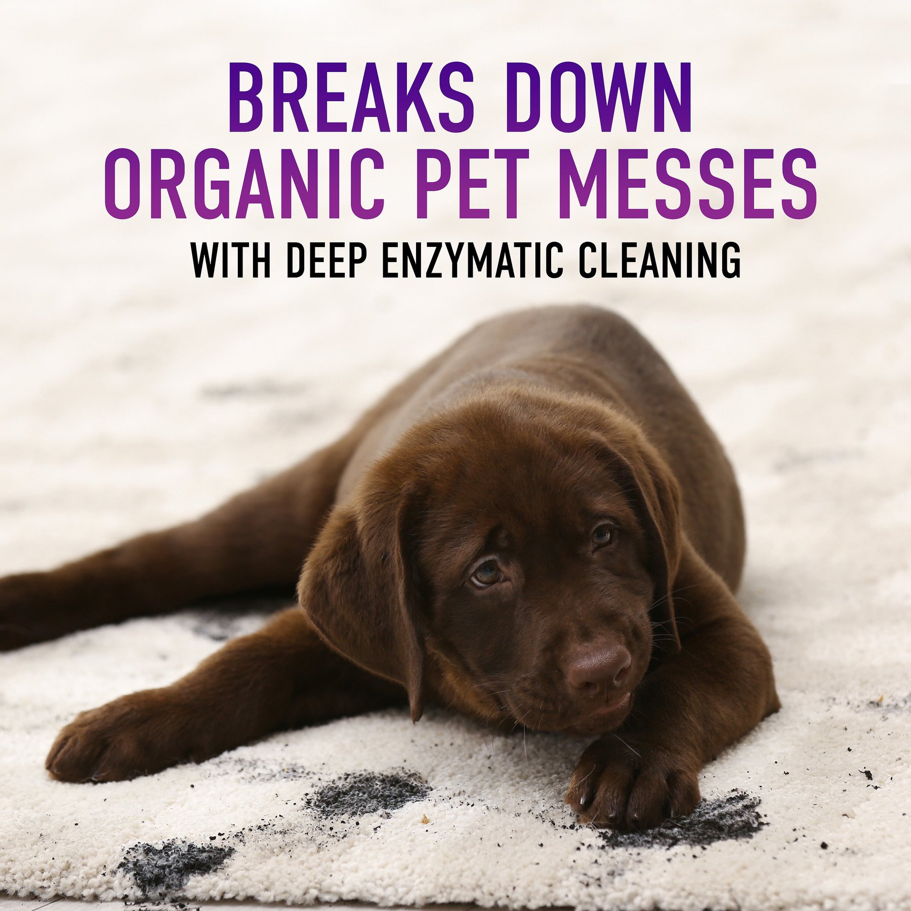 HOOVER Paws \u0026 Claws Carpet Cleaning 