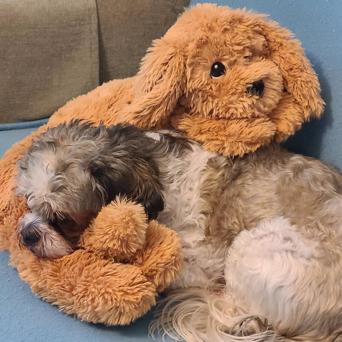 THE DOG PILLOW COMPANY Bentley Doodle Dog Pillow