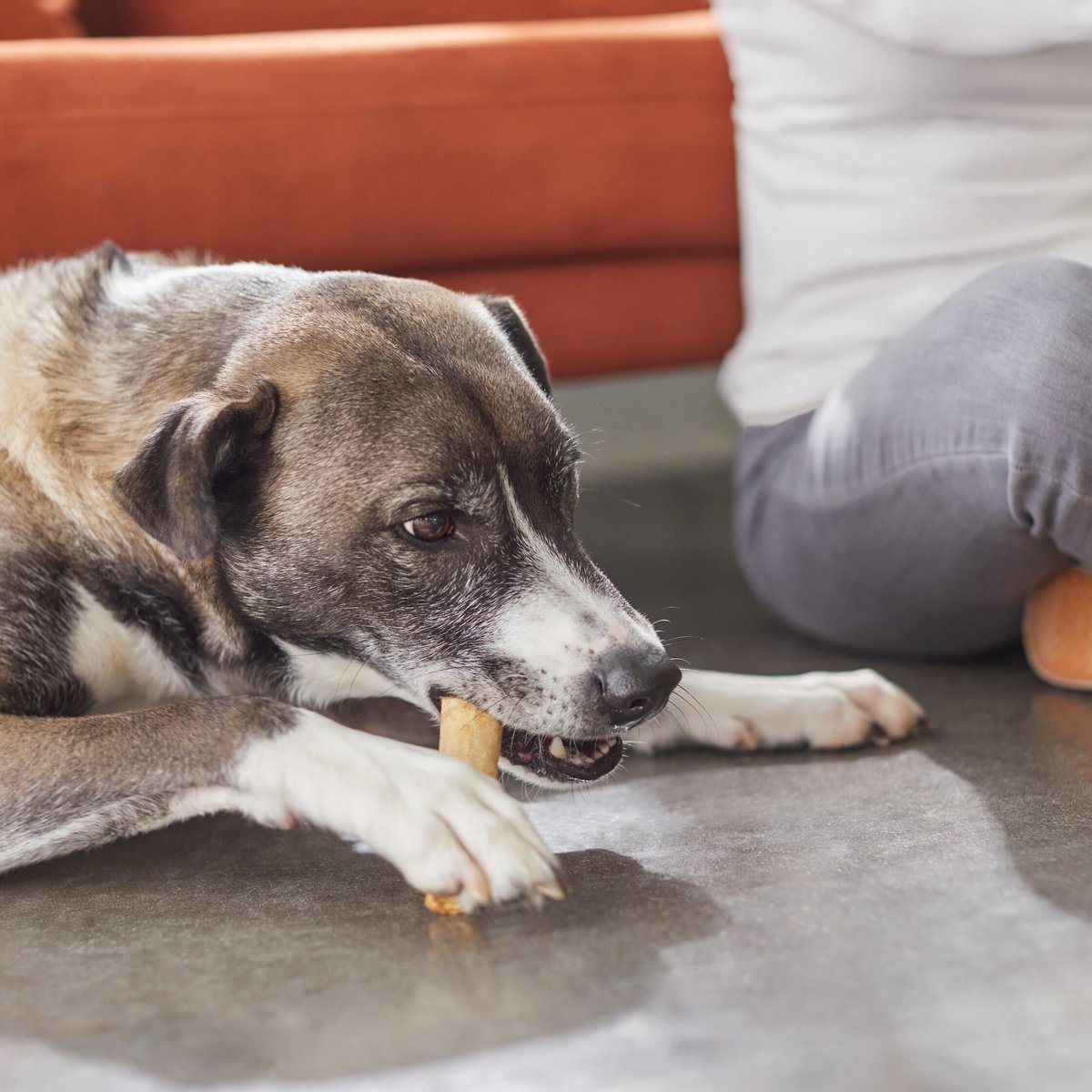 BONES & CHEWS 5" Stuffed Rawhide Roll Dog Treats, 10 count