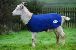 WeatherBeeta Deluxe Goat Coat, Navy, X-Large slide 1 of 2