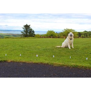 StayFence In-Ground Pet Containment System