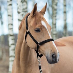 Horze Equestrian Lined Horse Halter, Black, Cob