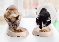 Miaustore Dog & Cat Bowl, 3.5-oz, Milk slide 2 of 7