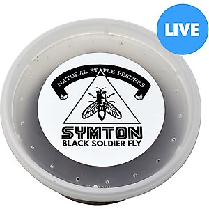 Symton Medium Live Black Soldier Fly Larvae Lizard Food, 500 count