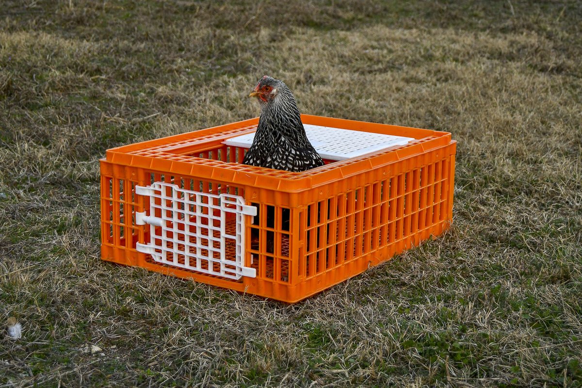 Poultry Pet Carrier Portable Transport Bag - Large - My Favorite
