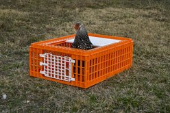 My Favorite Chicken Poultry Transport Crate slide 2 of 5