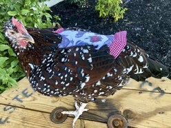 Hen Couture Chickens & Roses Hen Saddle slide 2 of 5