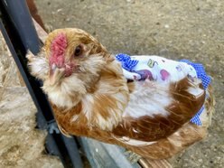 Hen Couture Chickens & Hearts Hen Saddle slide 2 of 4