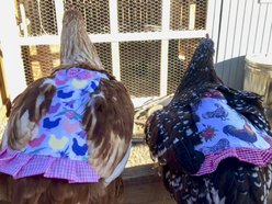 Hen Couture Chickens & Tulips Hen Saddle slide 2 of 4