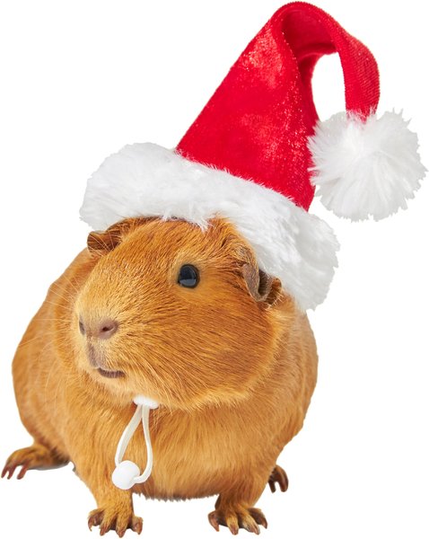 santa hats for guinea pigs