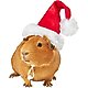 Gifts for Small Pets, Horses & More