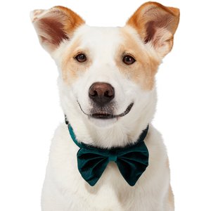 Frisco Green Velvet Dog & Cat Bow Tie, Medium/Large