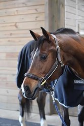 ThinLine Busy Buddy Horse Halter, Standard