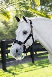 ThinLine Grazing Horse Muzzle, Mini/Pony