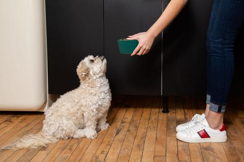 Show full view: Waggo Ripple Ceramic Dog Bowl, Teal, 8-cup slide 2 of 8