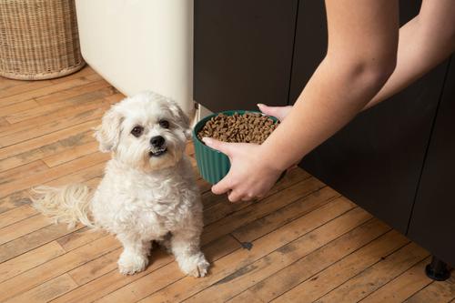 Show full view: Waggo Ripple Ceramic Dog Bowl, Teal, 8-cup slide 3 of 8