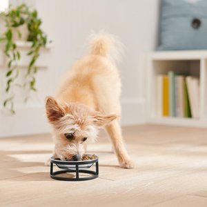 Frisco Elevated Stainless Steel Dog & Cat Bowl, Small: 1 cup