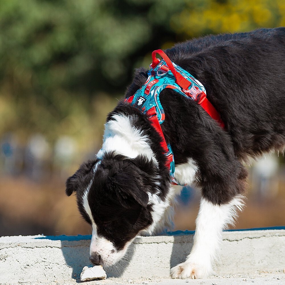 Chaos non shop pull dog harness