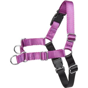 Frisco Basic No Pull Harness, Black/Purple, SM