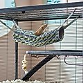 Frisco Geometric Small Pet Plush Hanging Tunnel, Green