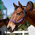 Kensington Protective Products Premium Breakaway Horse Halter, Lavender Mint, Average