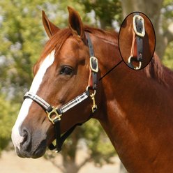 Kensington Protective Products Premium Breakaway Horse Halter, Deluxe Black, Large