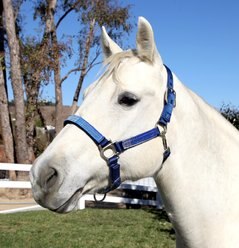 Kensington Protective Products Premium Nylon Horse Halter, Kentucky Blue, Average