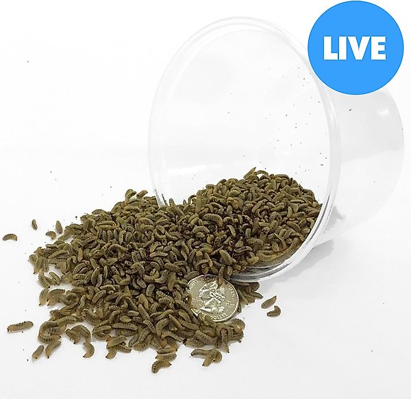 Symton Small Live Black Soldier Fly Larvae Lizard Food, 5,000 count slide 1 of 5