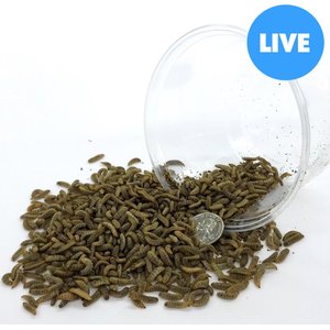 Symton Medium Live Black Soldier Fly Larvae Lizard Food, 2,000 count