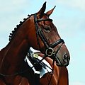 Collegiate Syntovia+ Padded Raised Flash Horse Bridle, Warmblood
