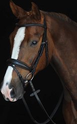 Collegiate Mono Crown Padded Raised Flash Horse Bridle, Cob