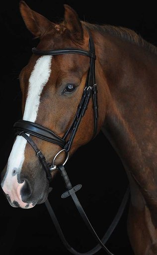 Collegiate Mono Crown Padded Raised Flash Horse Bridle, Full