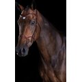 Collegiate Comfitec Training Horse Bridle, Brown, Full