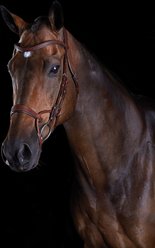 Collegiate Comfitec Training Horse Bridle, Brown, Warmblood
