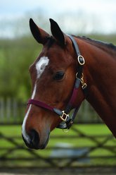 Kincade Leather Web Horse Headcollar, Burgundy/Brown, Cob