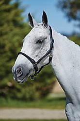 Kincade Leather Rope Horse Headcollar, Black, Full