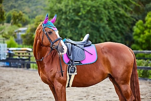 WeatherBeeta Prime Ombre Dressage Horse Saddle Pad, Autumn Glow