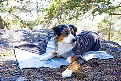 PAIKKA Recovery Dog Blanket, Grey