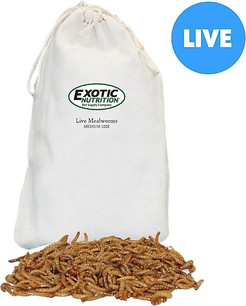Exotic Nutrition Live Mealworms Reptile Food, Medium, 250 count slide 1 of 6