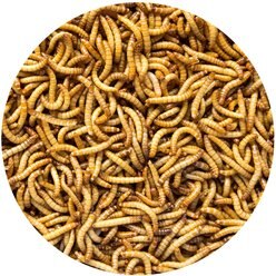 Exotic Nutrition Live Mealworms Reptile Food, Medium, 250 count slide 2 of 6
